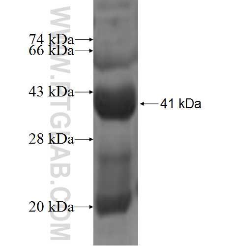 SPINLW1 fusion protein Ag5757 SDS-PAGE