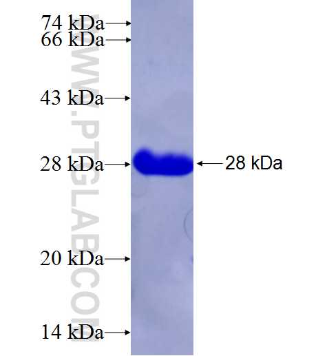 SPINT1 fusion protein Ag26733 SDS-PAGE