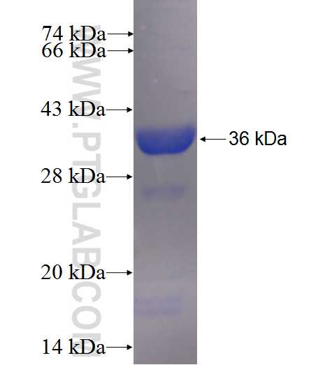 SPINT1 fusion protein Ag6666 SDS-PAGE