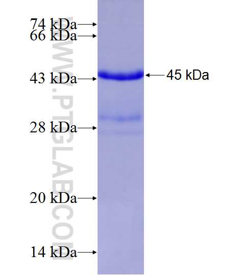SPINT2 fusion protein Ag14950 SDS-PAGE