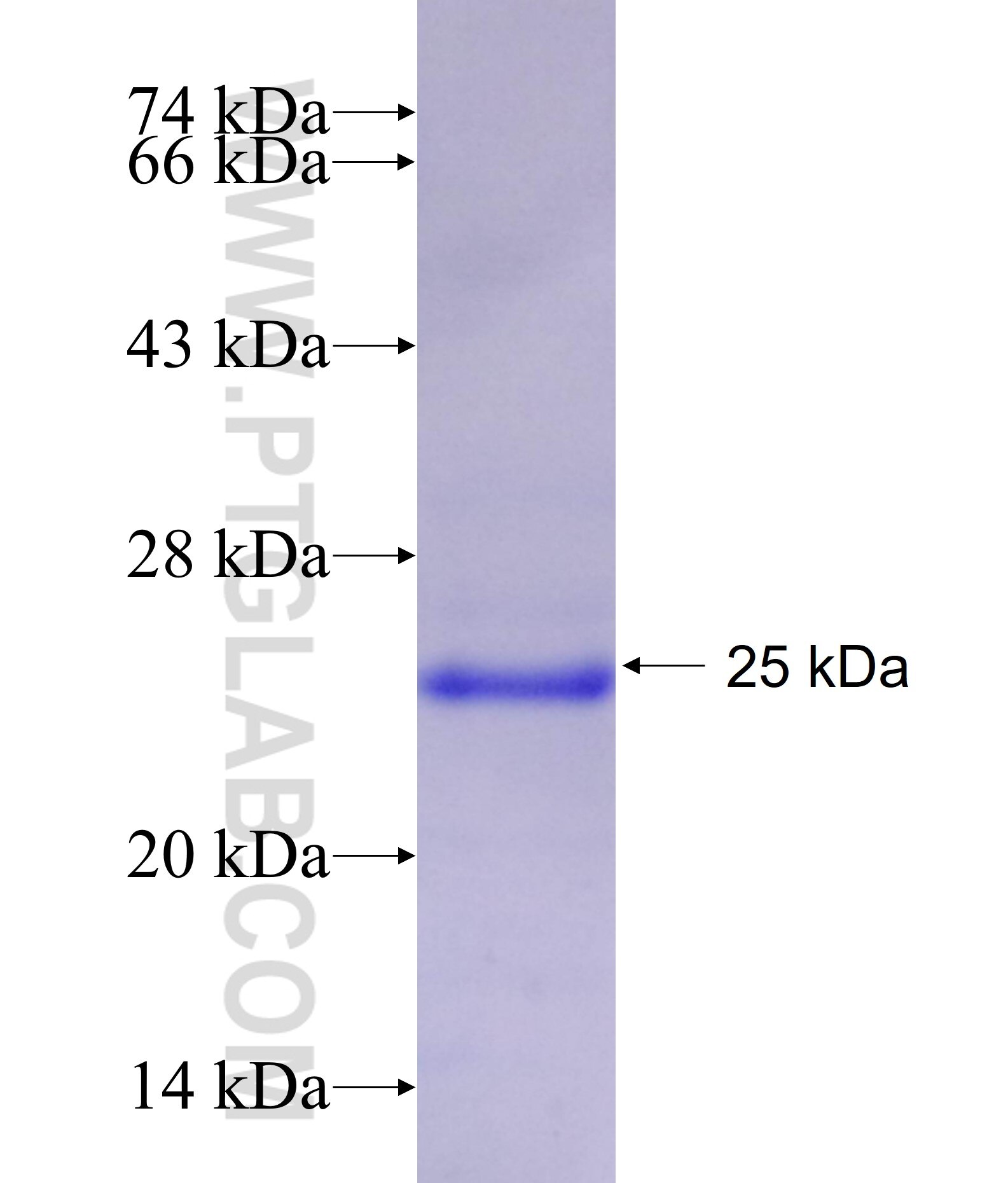 SPINT2 fusion protein Ag17039 SDS-PAGE