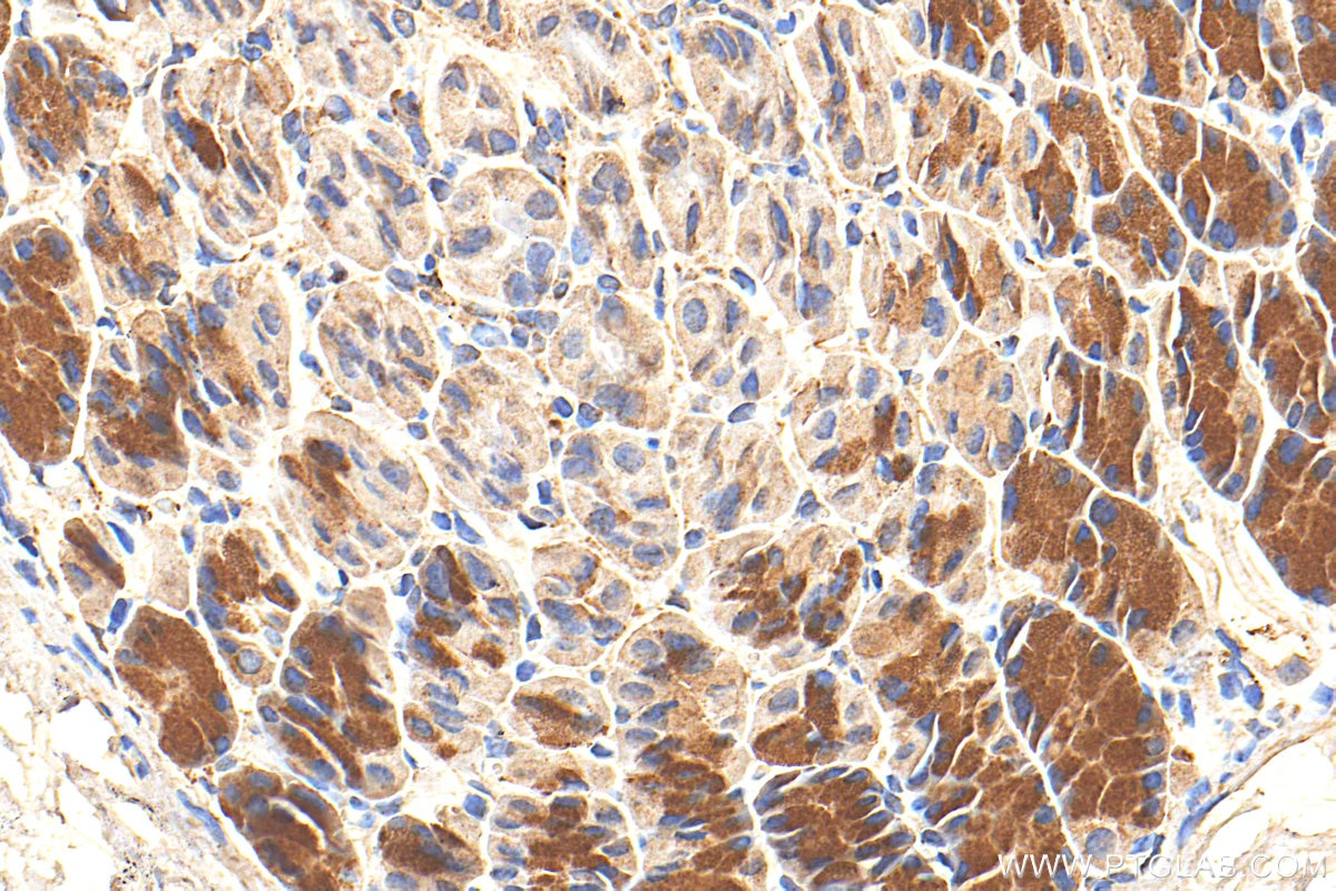 Immunohistochemistry (IHC) staining of mouse stomach tissue using SPIRE1 Polyclonal antibody (11295-1-AP)