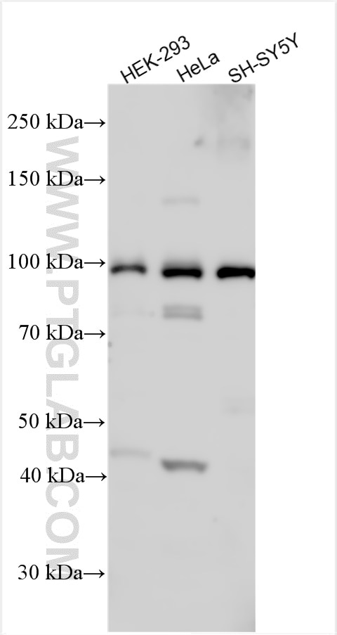 Western Blot (WB) analysis of various lysates using SPIRE1 Polyclonal antibody (11295-1-AP)