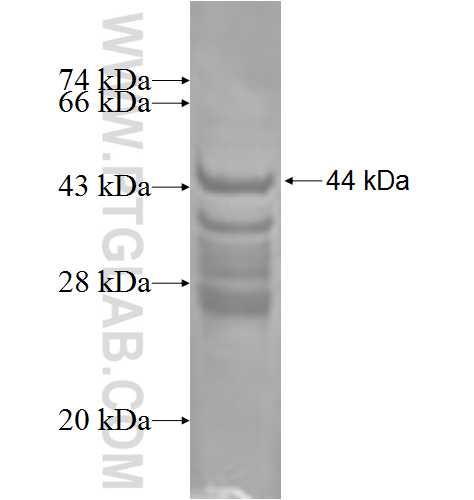 SPIRE1 fusion protein Ag1798 SDS-PAGE