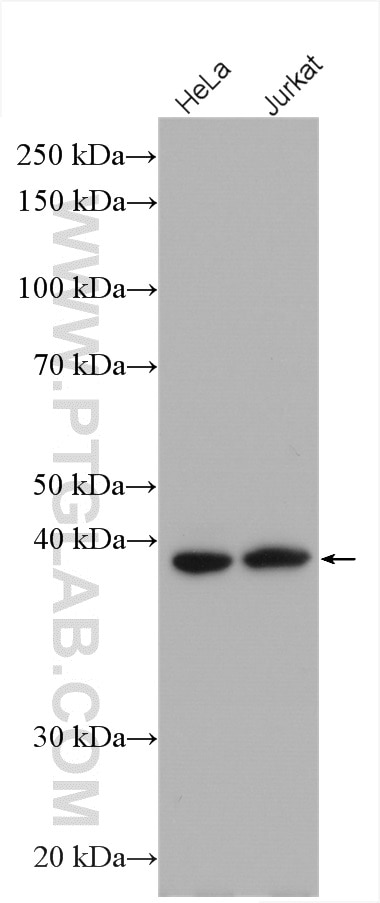 Western Blot (WB) analysis of various lysates using PBK Polyclonal antibody (16110-1-AP)