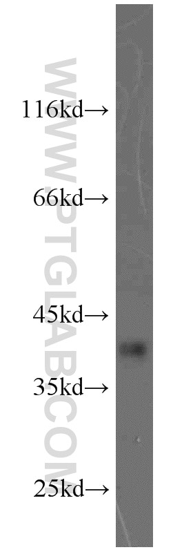 Western Blot (WB) analysis of mouse ovary tissue using PBK Polyclonal antibody (16110-1-AP)