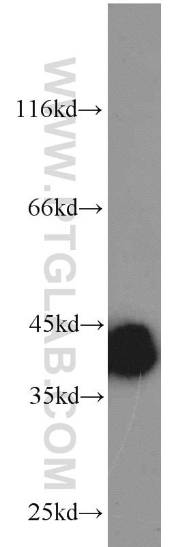 Western Blot (WB) analysis of HeLa cells using PBK Polyclonal antibody (16110-1-AP)