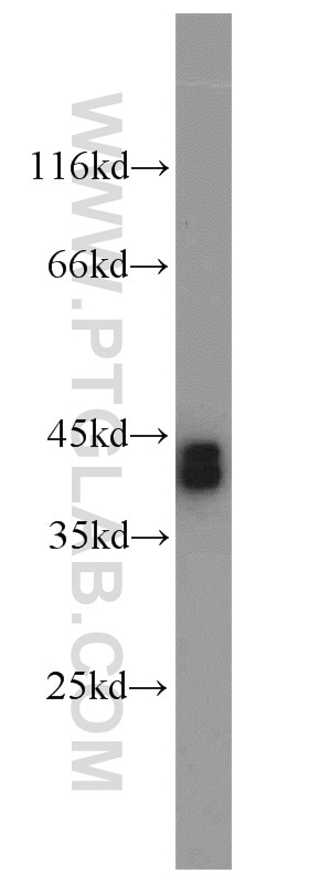 Western Blot (WB) analysis of mouse testis tissue using PBK Polyclonal antibody (16110-1-AP)