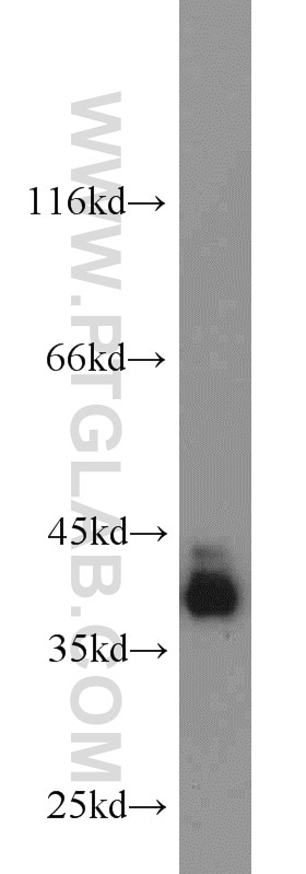 Western Blot (WB) analysis of NIH/3T3 cells using PBK Polyclonal antibody (16110-1-AP)