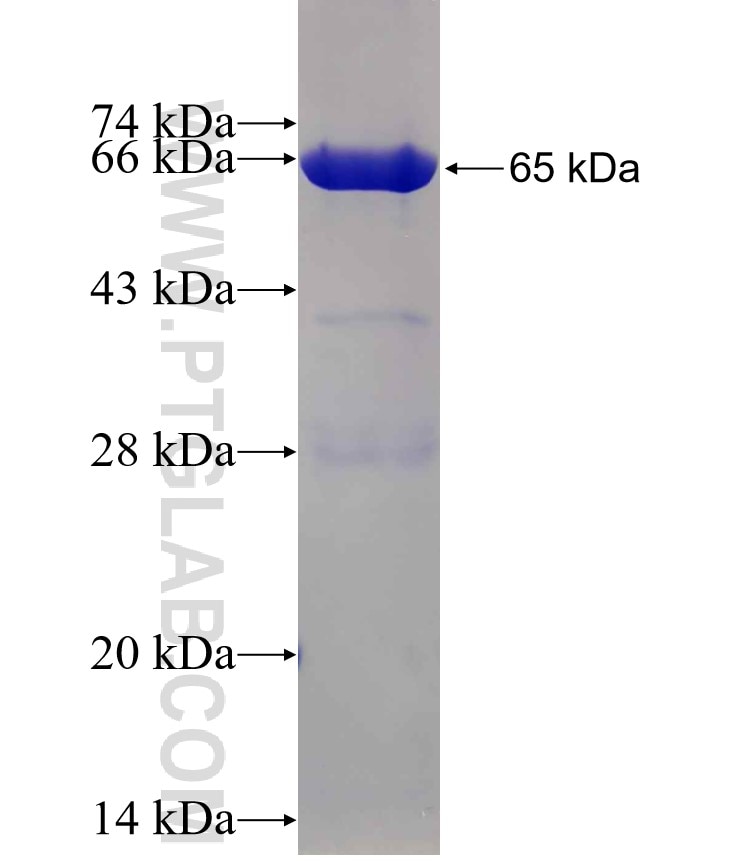 SPK fusion protein Ag9033 SDS-PAGE