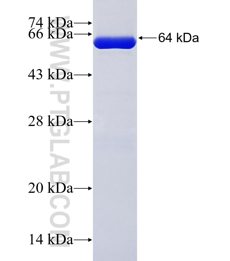 SPK fusion protein Ag9033 SDS-PAGE