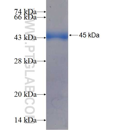SPK fusion protein Ag9059 SDS-PAGE