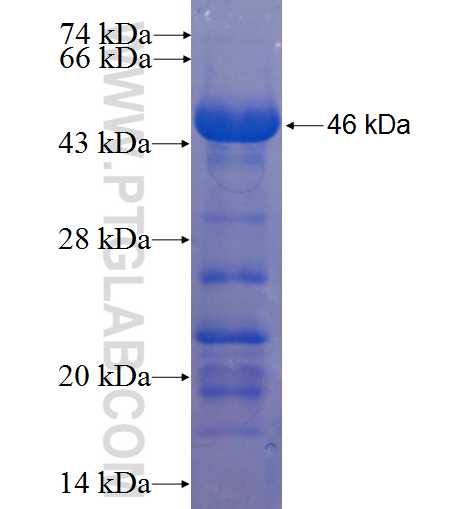 SPN fusion protein Ag23595 SDS-PAGE