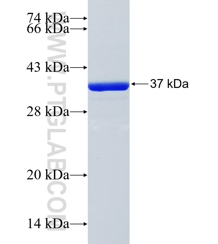 SPNS1 fusion protein Ag25333 SDS-PAGE