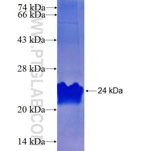 SPNS1 fusion protein Ag25344 SDS-PAGE