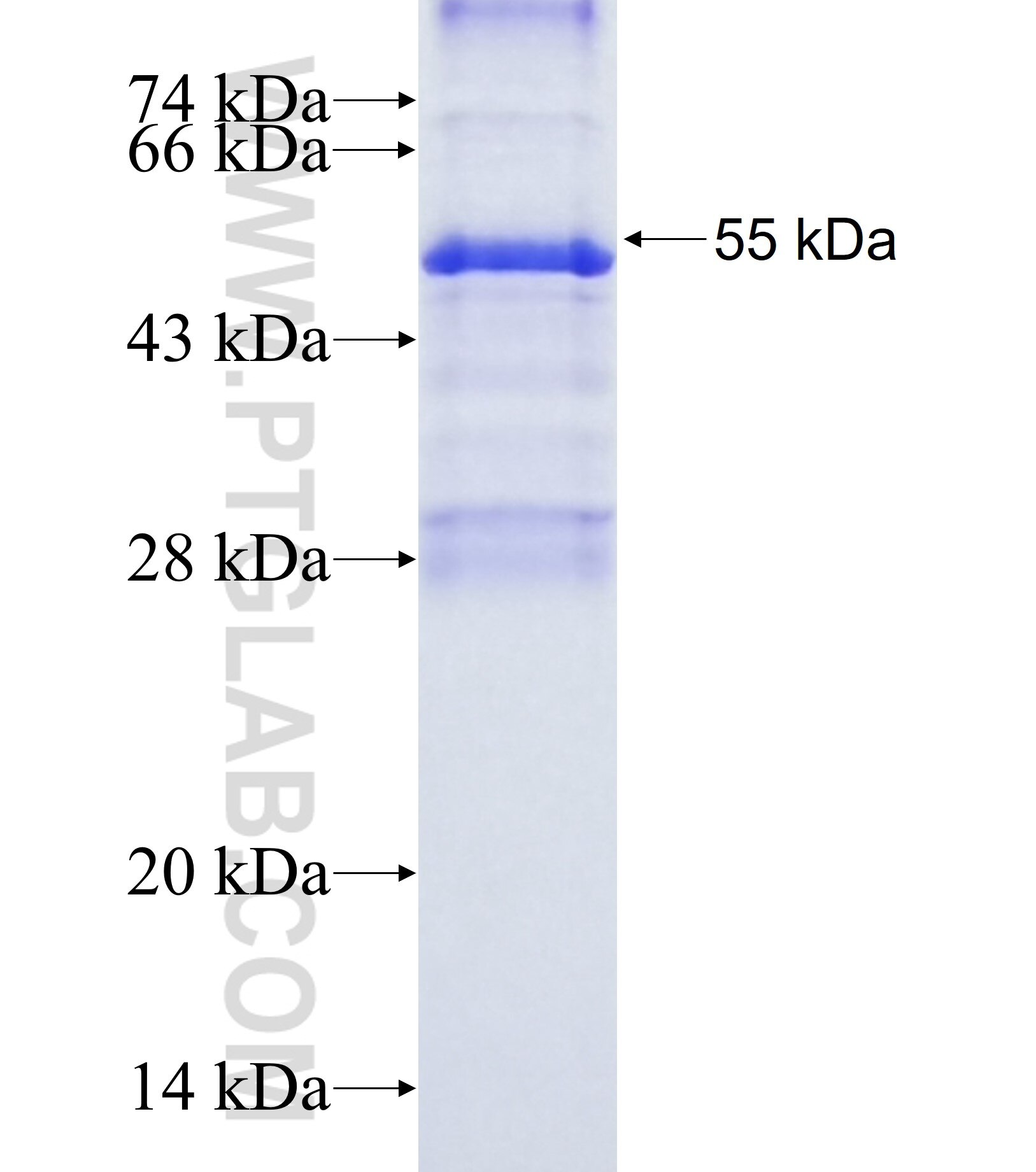 SPNS2 fusion protein Ag38154 SDS-PAGE SPNS2 fusion protein Ag38154 SDS-PAGE