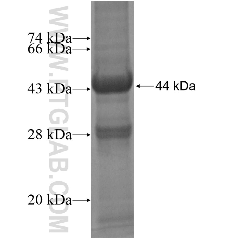 SPNS2 fusion protein Ag13043 SDS-PAGE