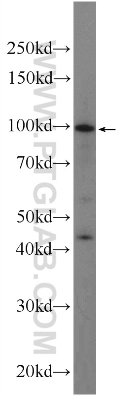 Western Blot (WB) analysis of HEK-293 cells using SPOCD1 Polyclonal antibody (22243-1-AP)