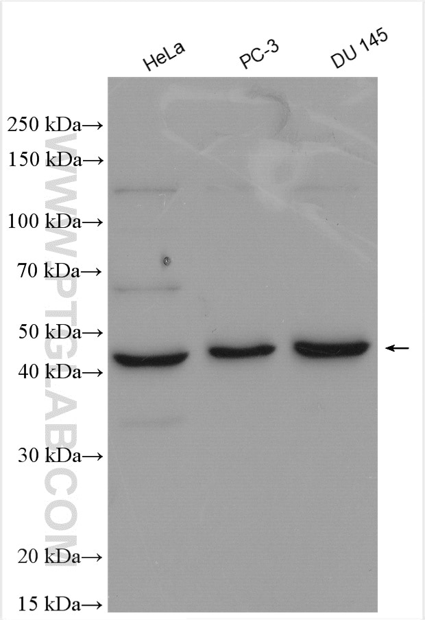Western Blot (WB) analysis of various lysates using SPOCK1 Polyclonal antibody (28203-1-AP)