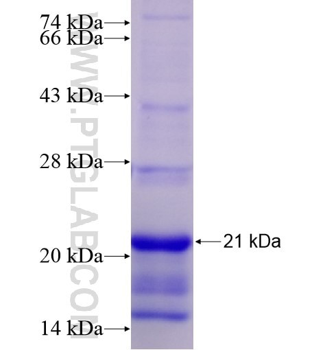 SPOCK1 fusion protein Ag28213 SDS-PAGE