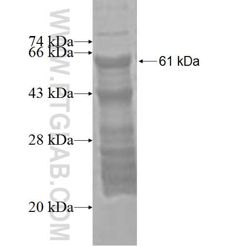 SPOCK1 fusion protein Ag3129 SDS-PAGE