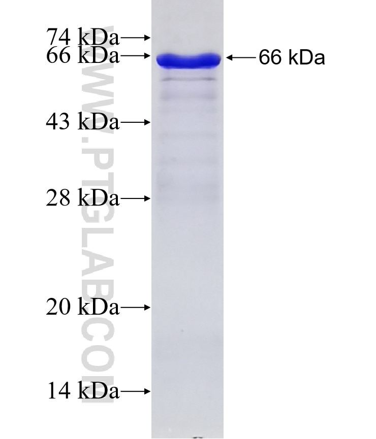 SPOCK2 fusion protein Ag2313 SDS-PAGE