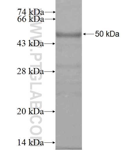 SPOCK3 fusion protein Ag0838 SDS-PAGE