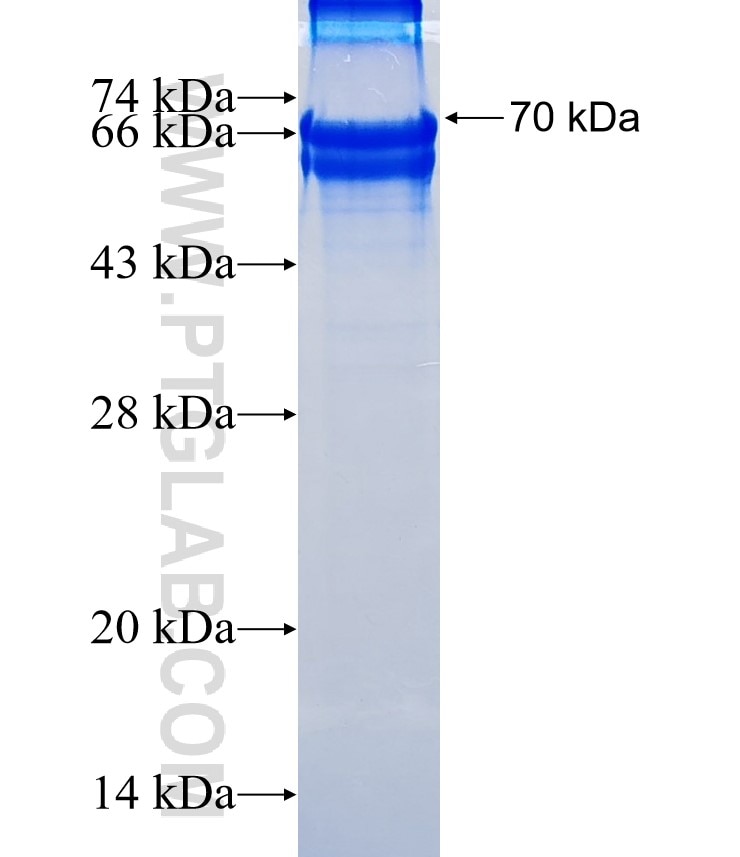 SPON1 fusion protein Ag16260 SDS-PAGE