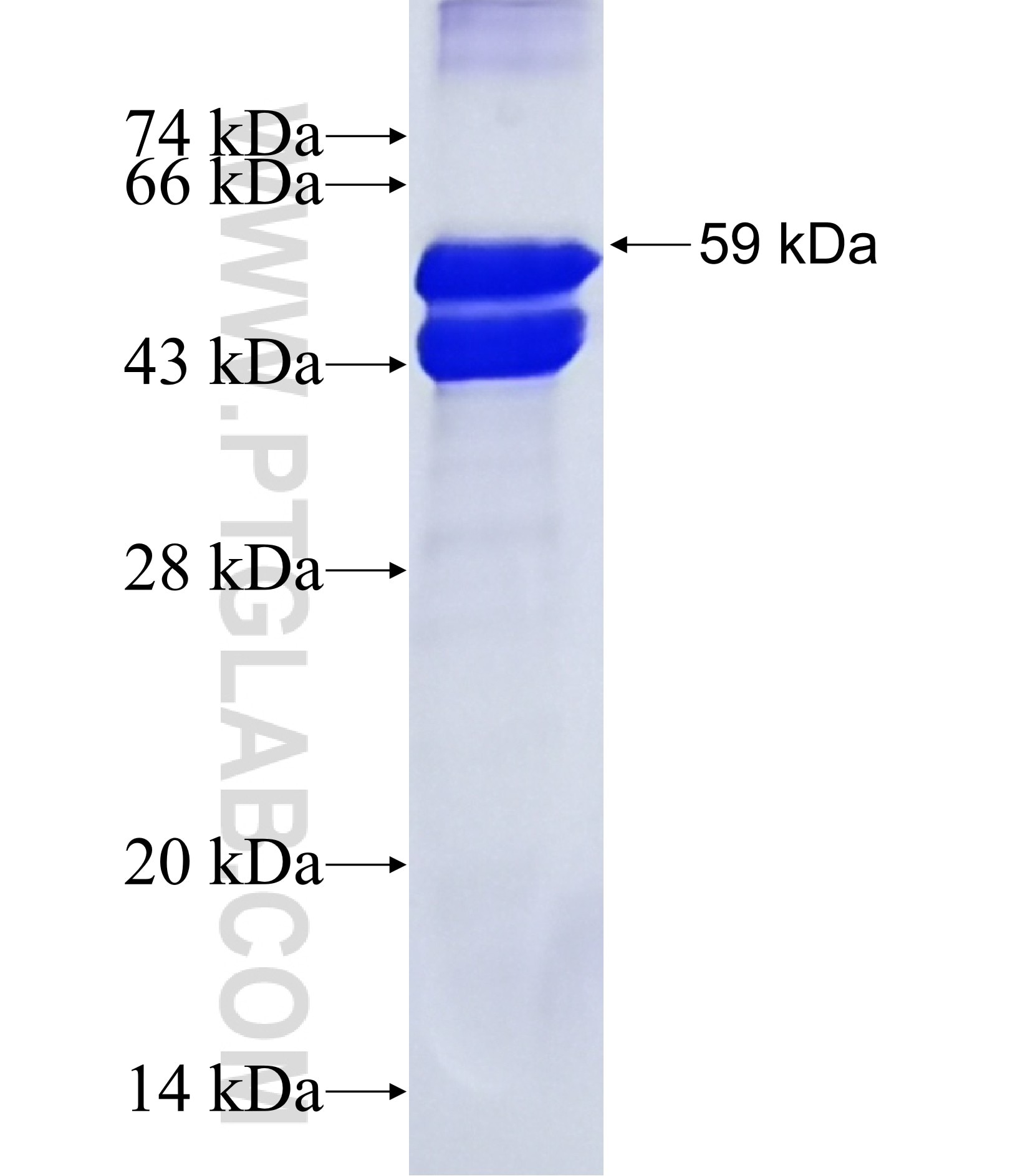 SPON1 fusion protein Ag20365 SDS-PAGE