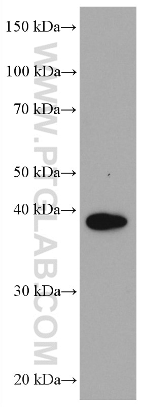Western Blot (WB) analysis of LNCaP cells using SPON2 Monoclonal antibody (66859-1-Ig)