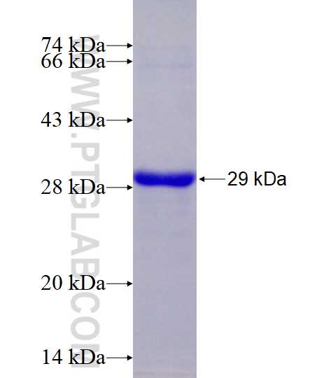 SPON2 fusion protein Ag14337 SDS-PAGE