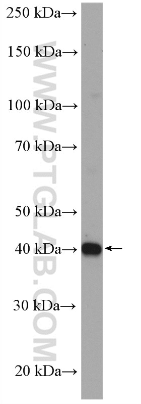 Western Blot (WB) analysis of HeLa cells using SPOP Polyclonal antibody (16750-1-AP)