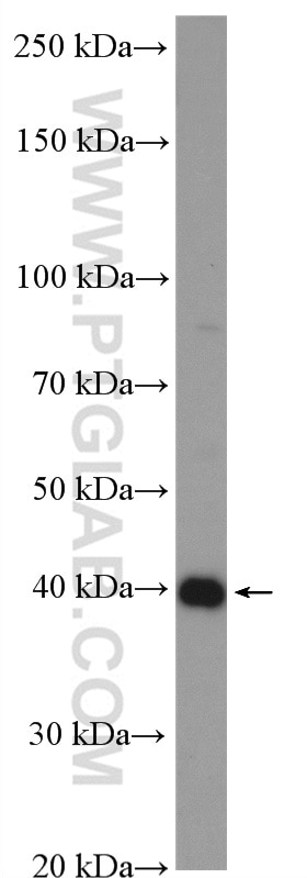 Western Blot (WB) analysis of HepG2 cells using SPOP Polyclonal antibody (16750-1-AP)