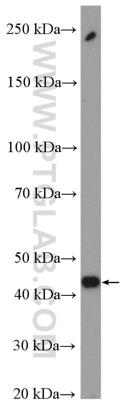 Western Blot (WB) analysis of PC-3 cells using SPOP Polyclonal antibody (16750-1-AP)