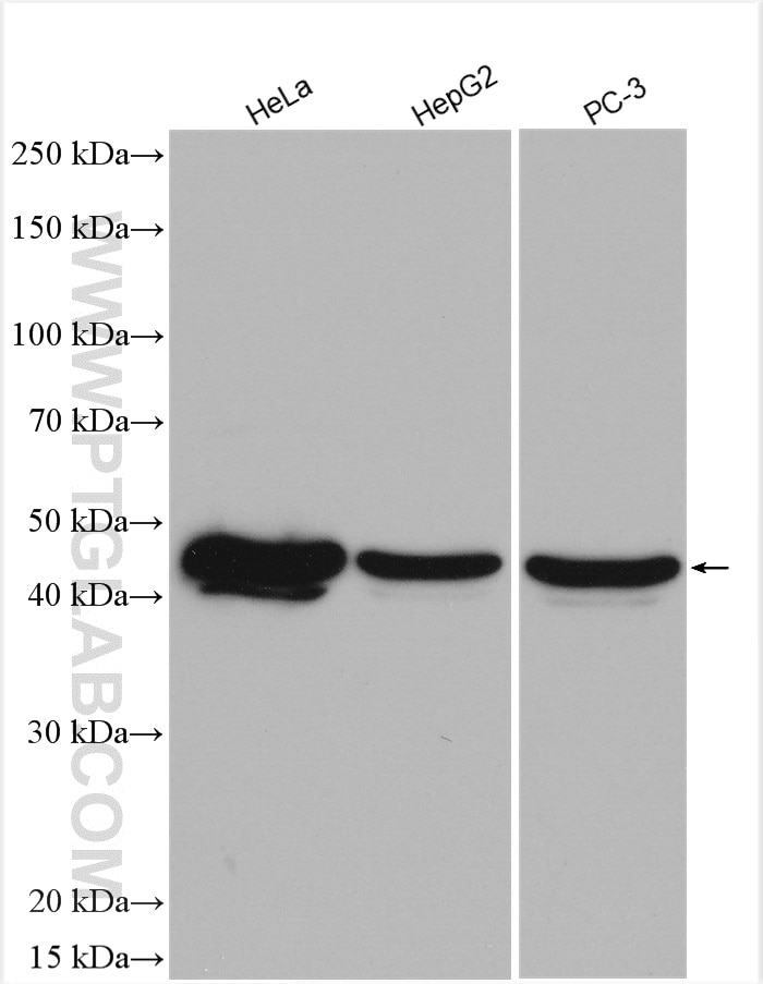 Western Blot (WB) analysis of various lysates using SPOP Polyclonal antibody (16750-1-AP)