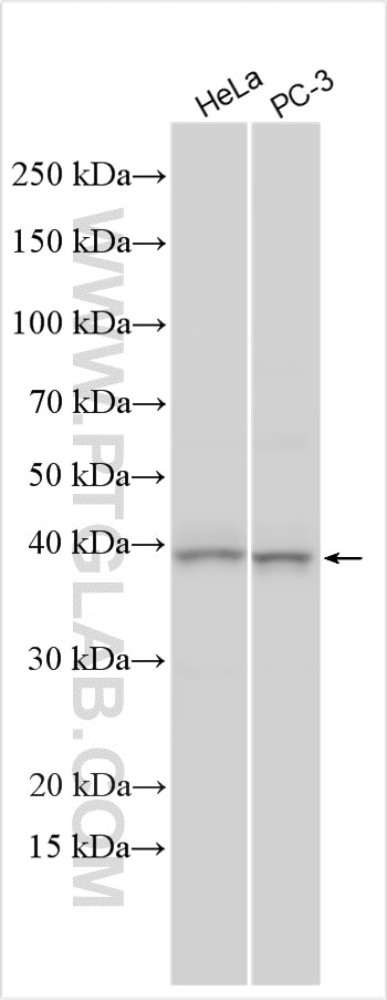 Western Blot (WB) analysis of various lysates using SPOP Polyclonal antibody (16750-1-AP)