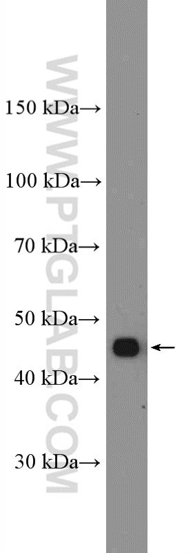 Western Blot (WB) analysis of HepG2 cells using SPOP Polyclonal antibody (16750-1-AP)