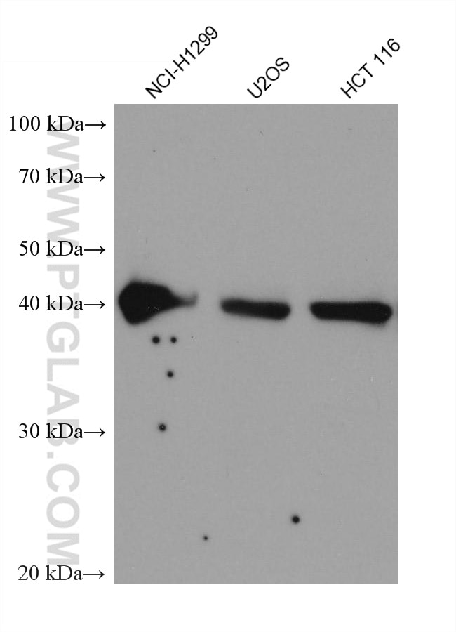 Western Blot (WB) analysis of various lysates using SPOP Monoclonal antibody (68216-1-Ig)