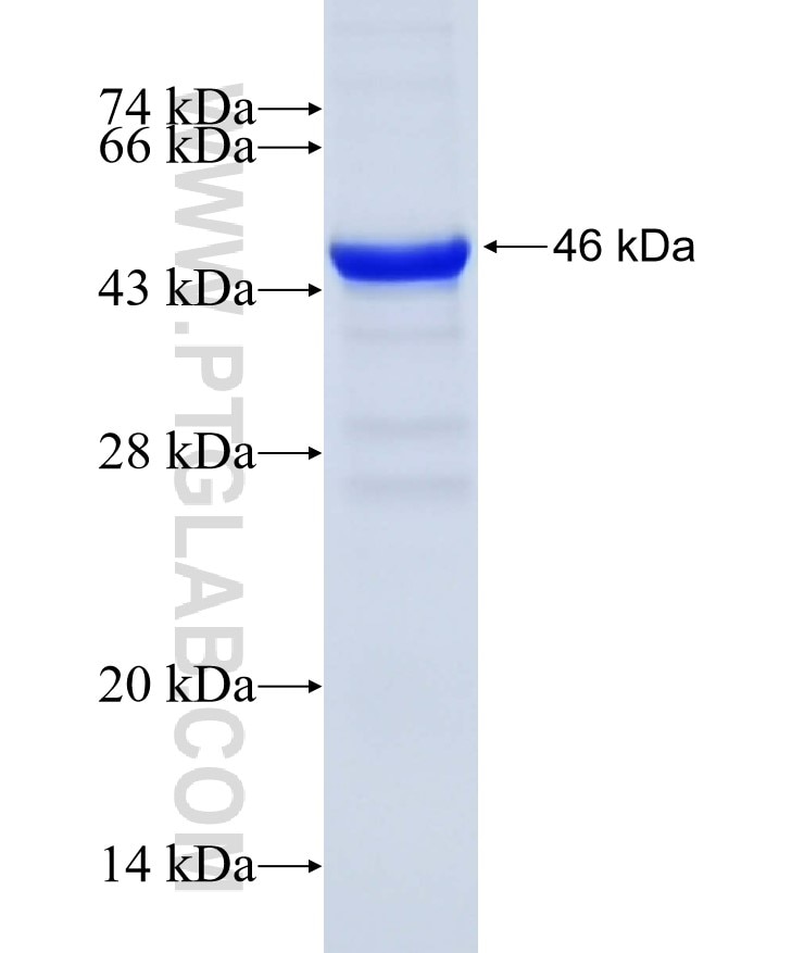 SPOP fusion protein Ag10384 SDS-PAGE