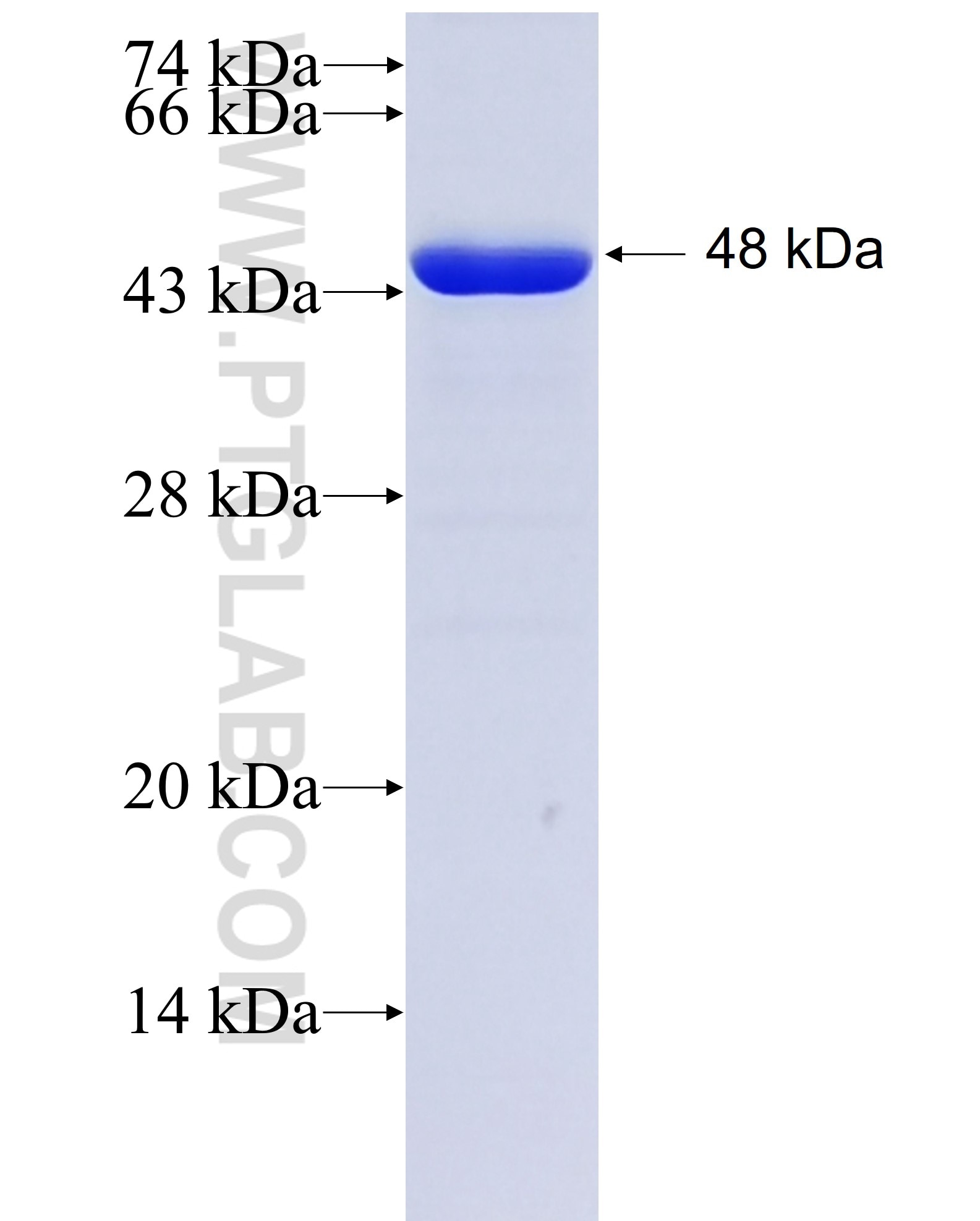 SPOP fusion protein Ag10384 SDS-PAGE