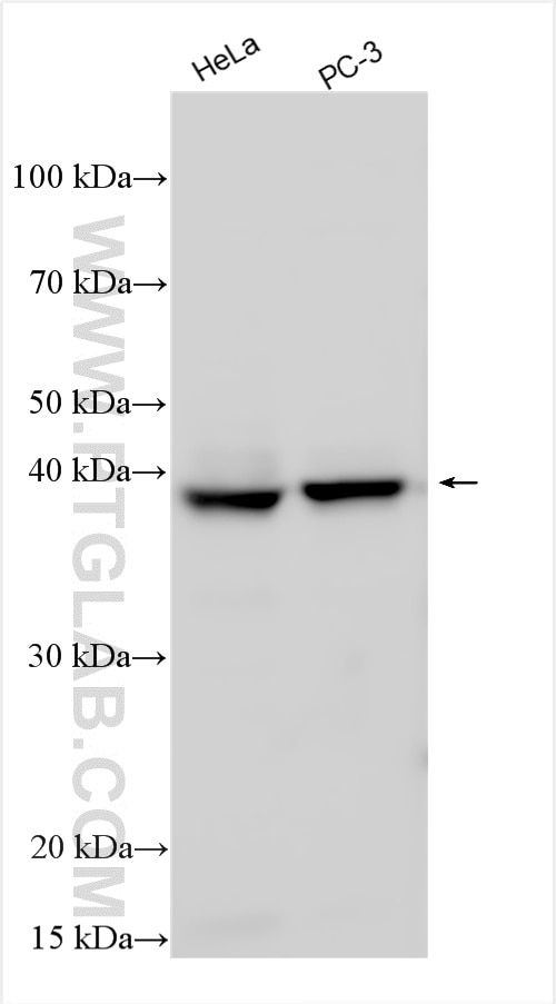 Western Blot (WB) analysis of various lysates using SPOPL Polyclonal antibody (17740-1-AP)