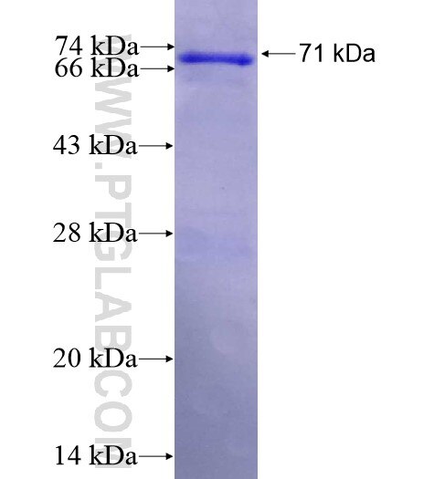SPOPL fusion protein Ag11951 SDS-PAGE