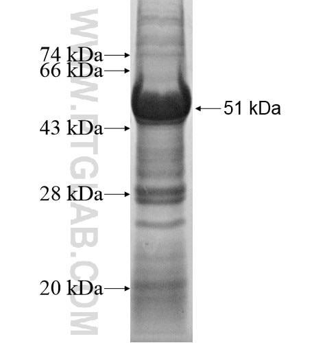 SPOPL fusion protein Ag11974 SDS-PAGE