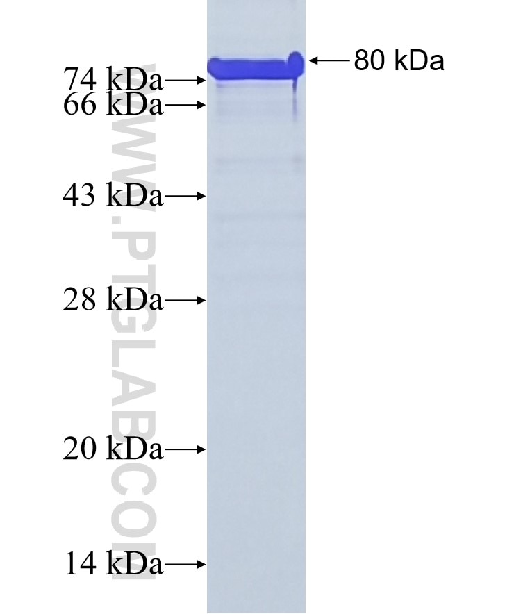 OPN, SPP1 fusion protein Ag19216 SDS-PAGE