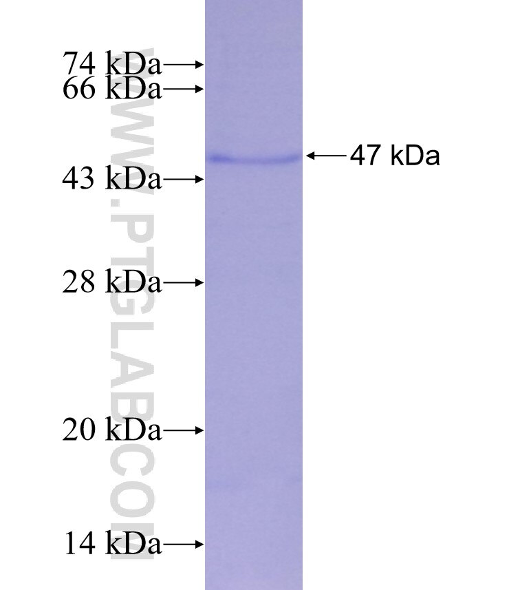 SPP2 fusion protein Ag29299 SDS-PAGE