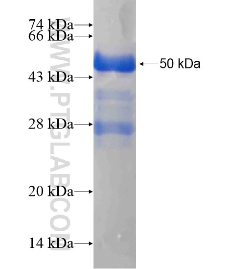 SPRED1 fusion protein Ag19209 SDS-PAGE