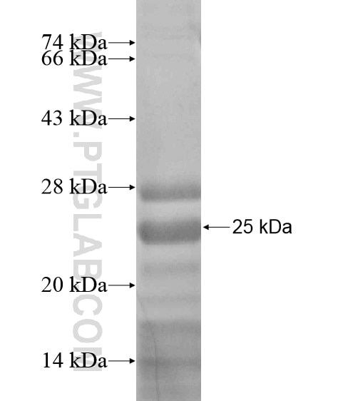 SPRED1 fusion protein Ag19705 SDS-PAGE