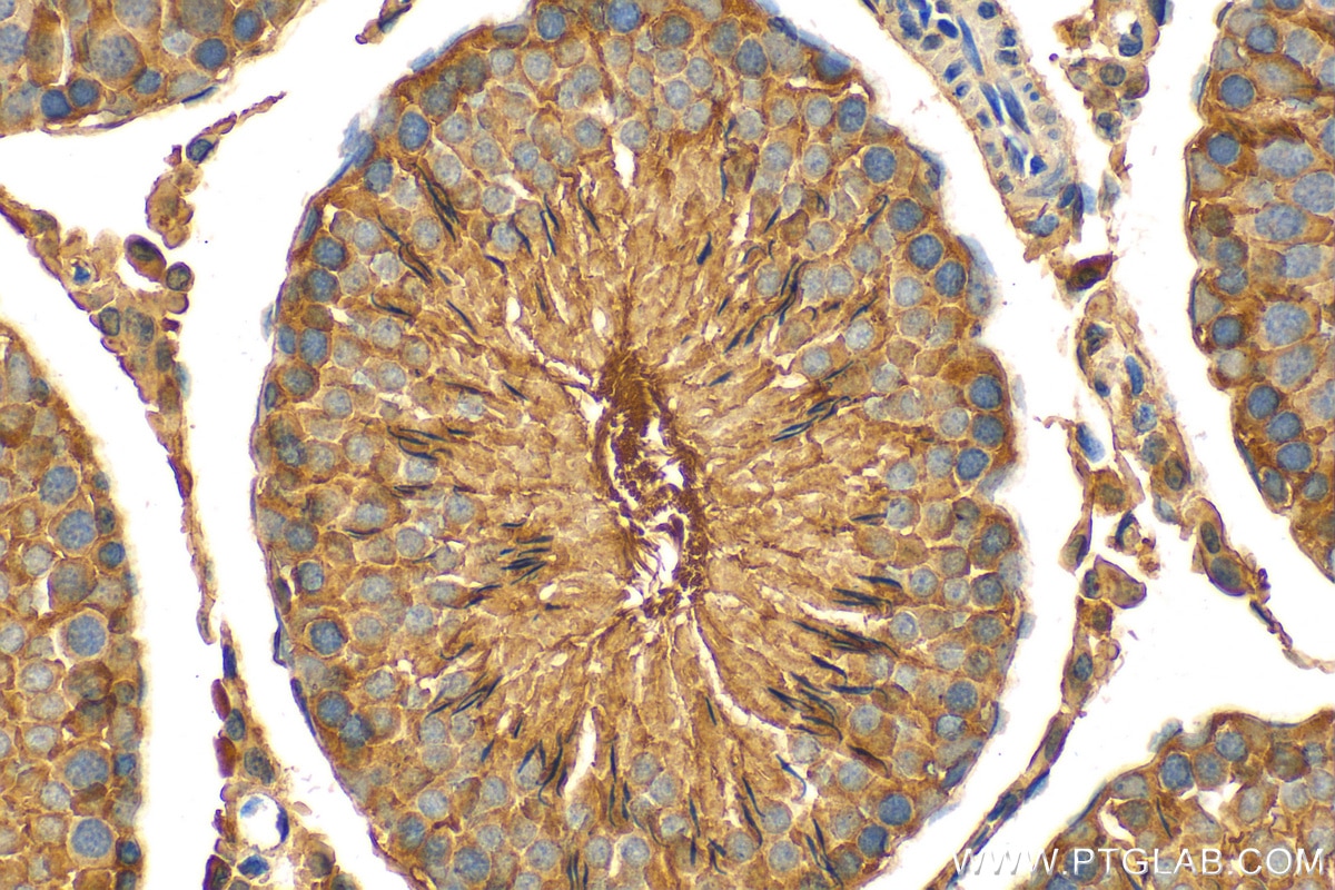 Immunohistochemistry (IHC) staining of rat testis tissue using SPRED2 Polyclonal antibody (24091-1-AP)