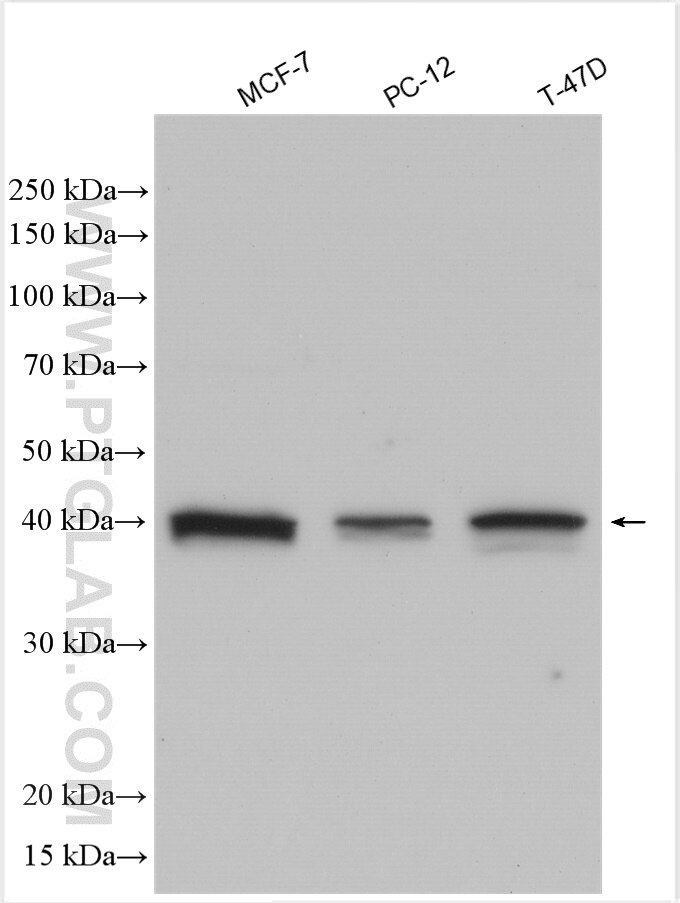 Western Blot (WB) analysis of various lysates using SPRED2 Polyclonal antibody (24091-1-AP)