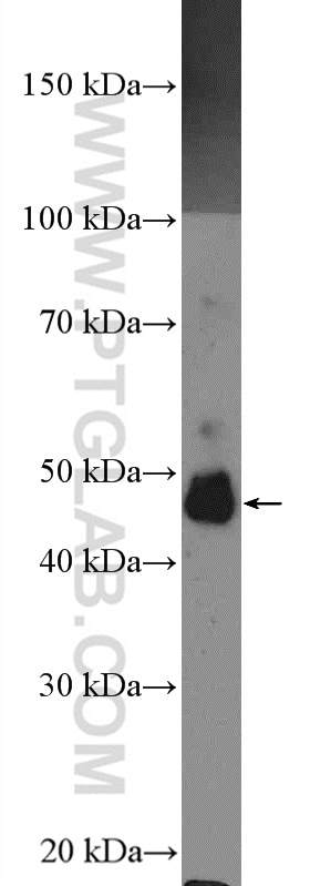 Western Blot (WB) analysis of PC-12 cells using SPRED2 Polyclonal antibody (24091-1-AP)